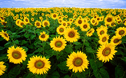 photo of a field of sunflowers