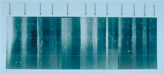 Annual Layer Structure