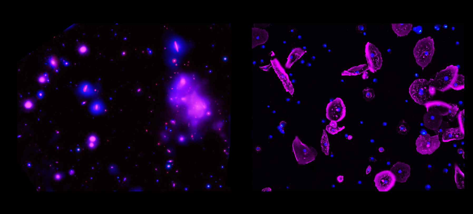 Galaxy Cluster vs. Fruit Fly Cells