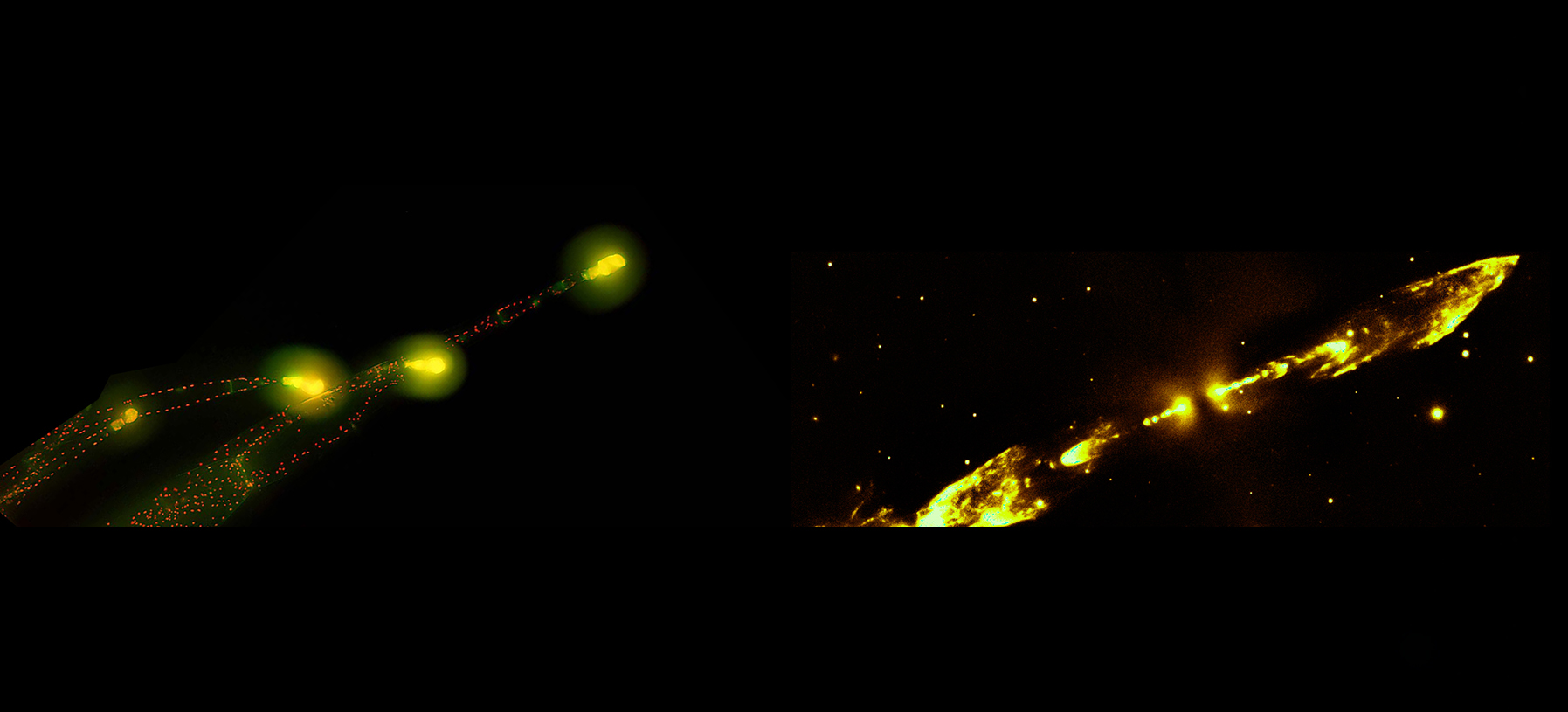 Tobacco Plant  vs.  Stellar Jets