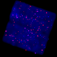 Galactic Plane