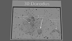 Image of a 3D 30 Doradus